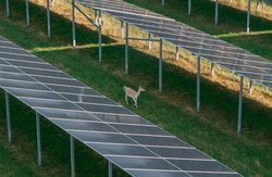 Der aufgeständerte Solarpark im saarländischen Sötern ist die deutschlandweit erste großflächige Freiflächen-Solaranlage in einem Damwildgatter.<br />
© Perigus Energy